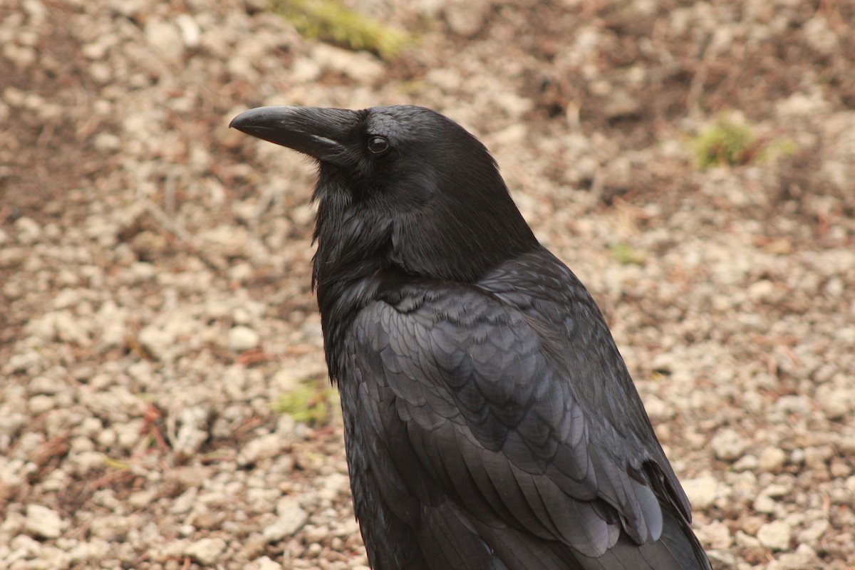 Common Raven - ML530387551