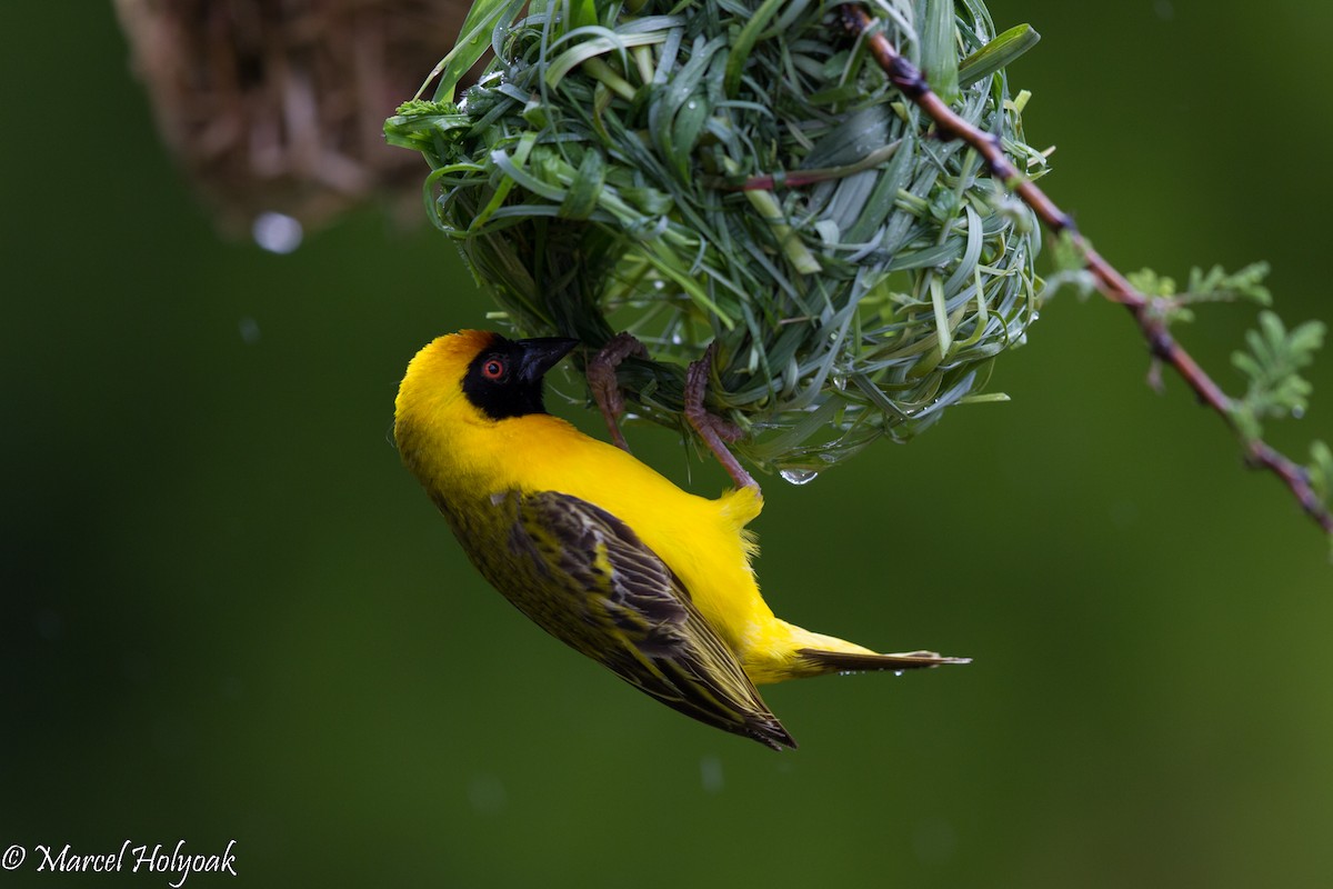 Southern Masked-Weaver - Marcel Holyoak