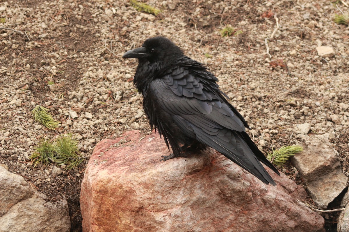 Common Raven - Jesse Pline