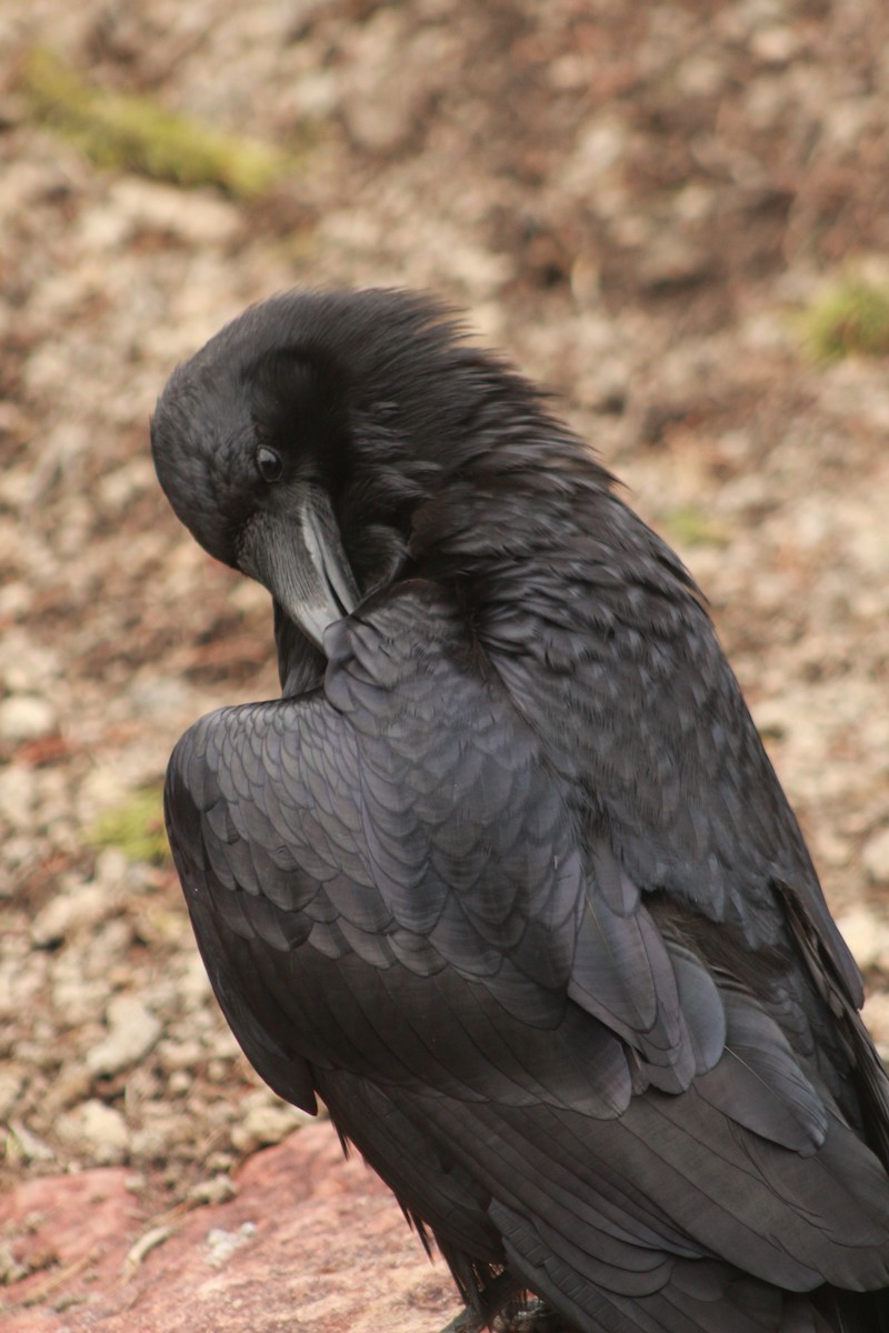 Common Raven - ML530387801