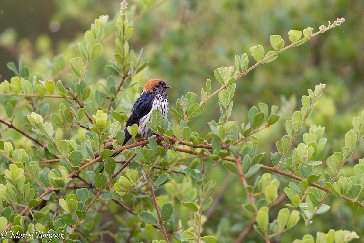 Lesser Striped Swallow - Marcel Holyoak