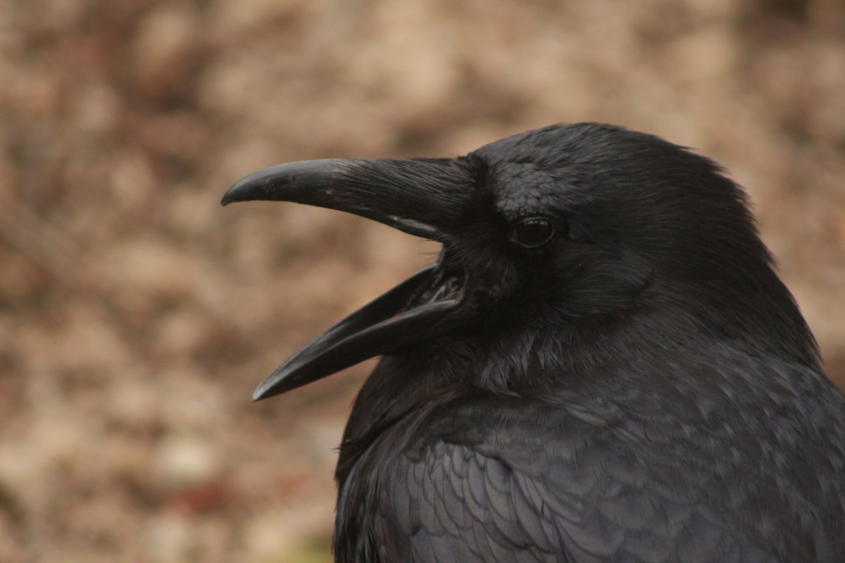 Common Raven - ML530388111