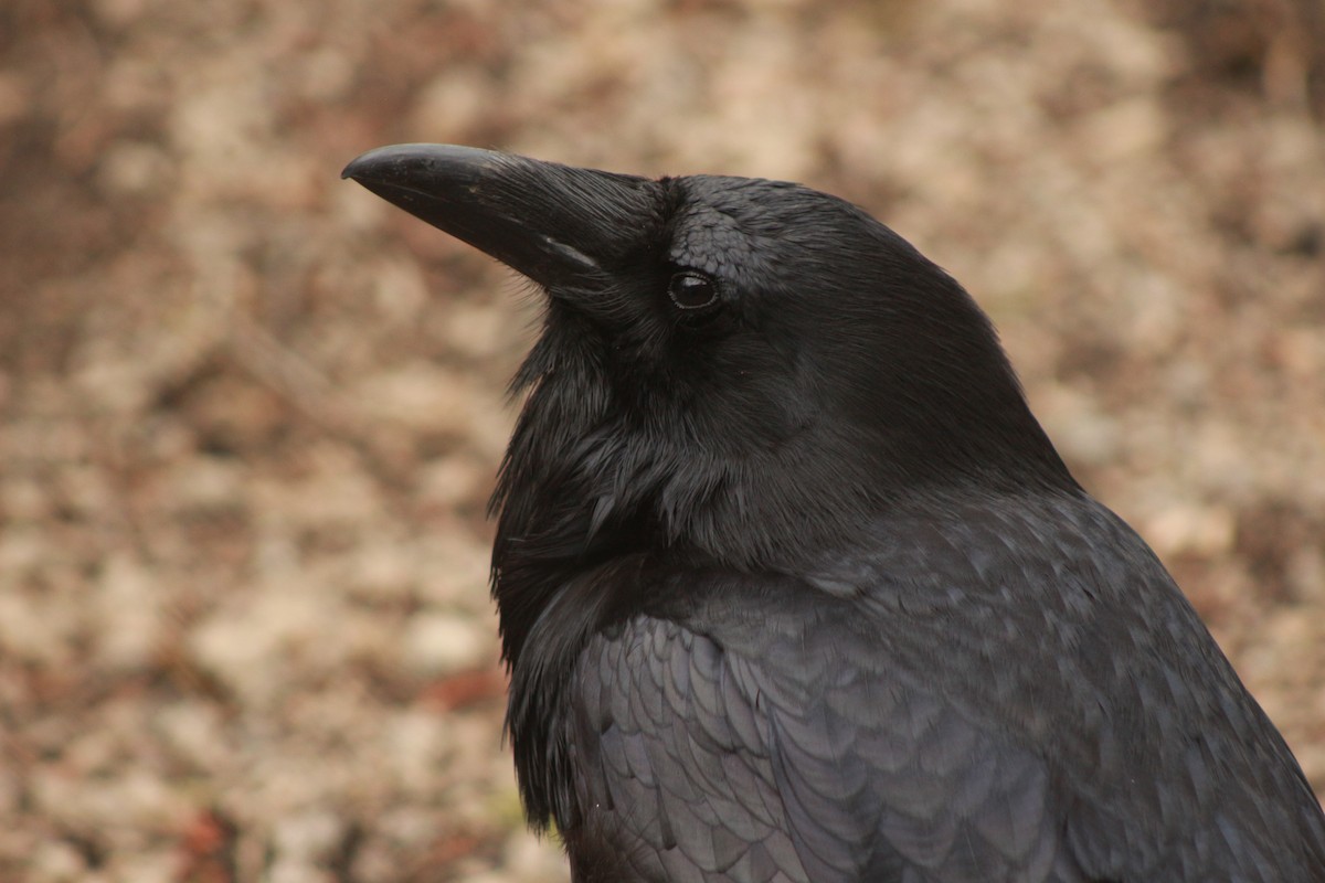 Common Raven - ML530388141