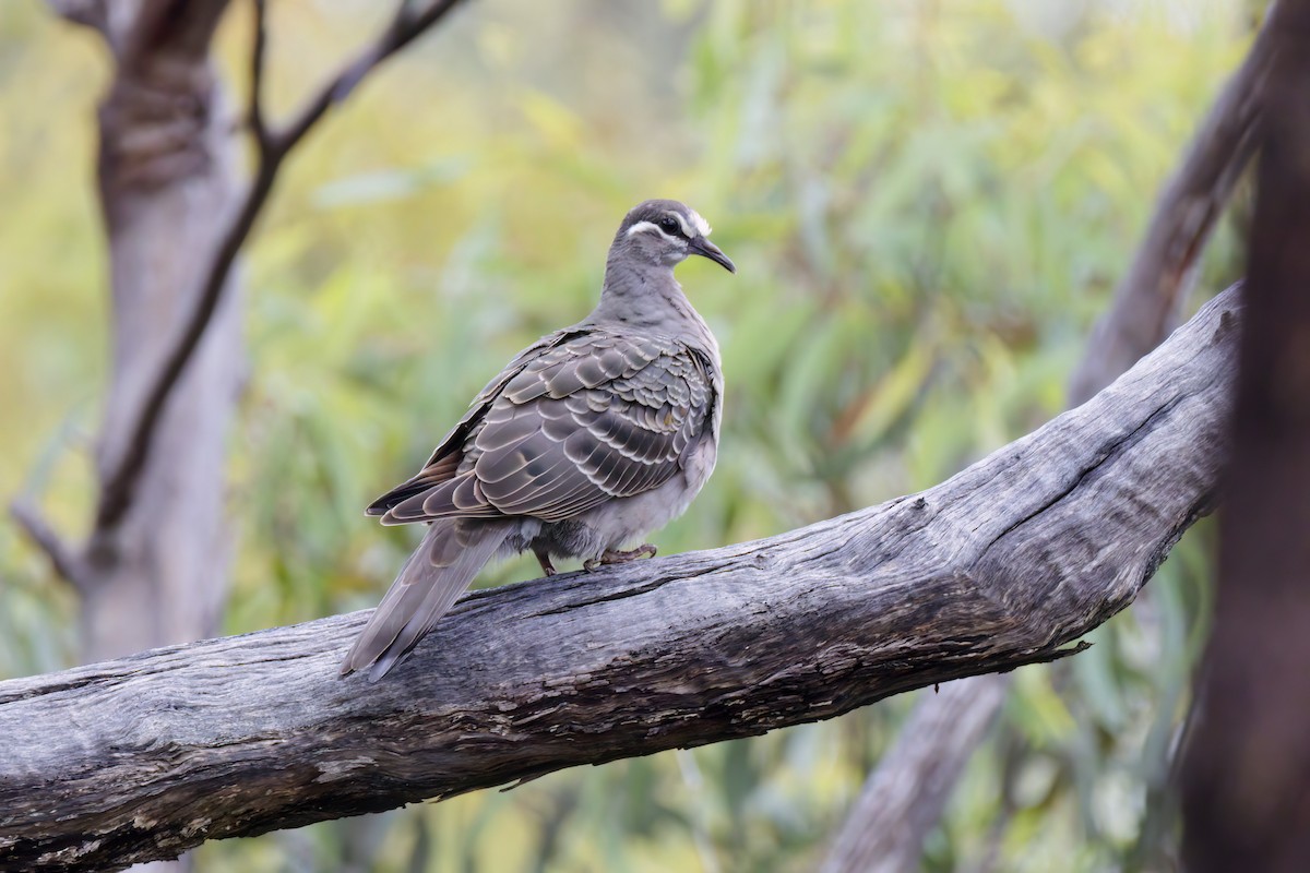 Common Bronzewing - ML530388151