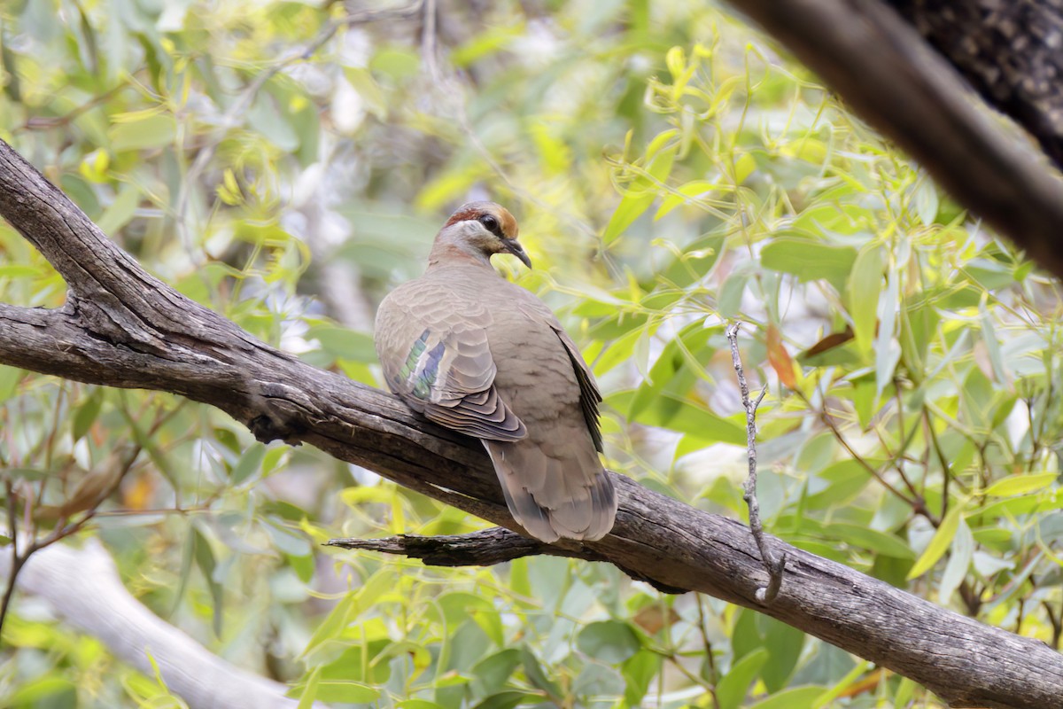 Brush Bronzewing - ML530388161