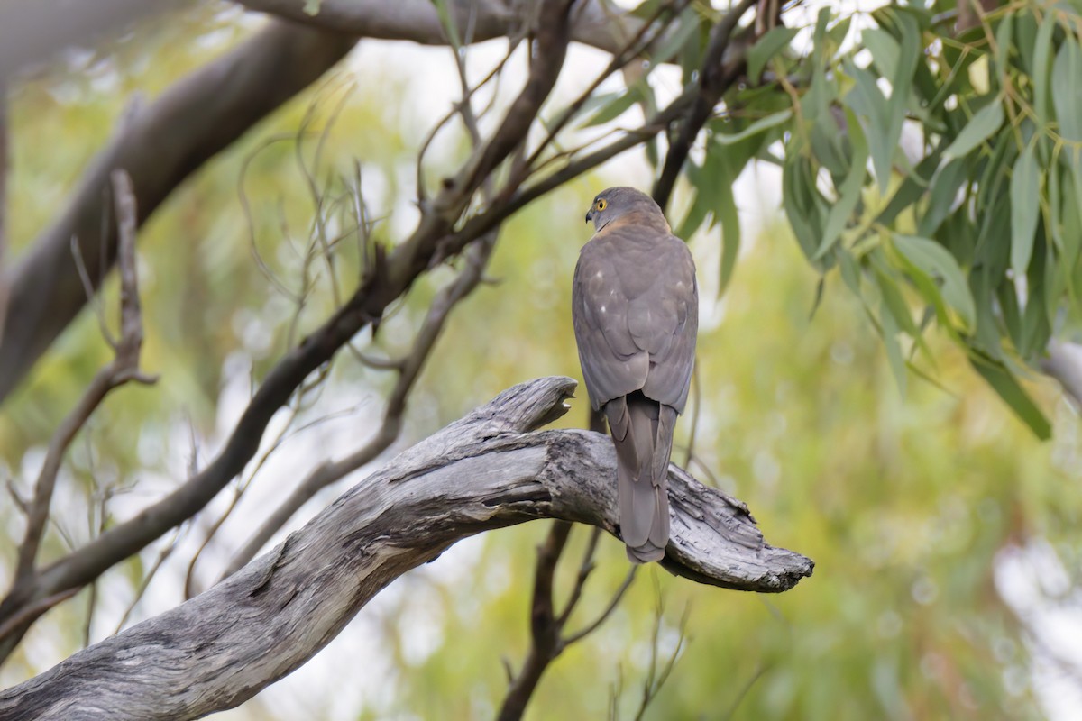 Collared Sparrowhawk - ML530388181