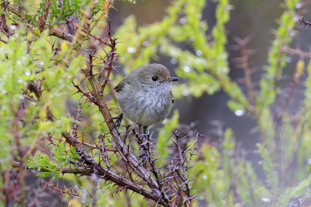 Brown Thornbill - ML530388251