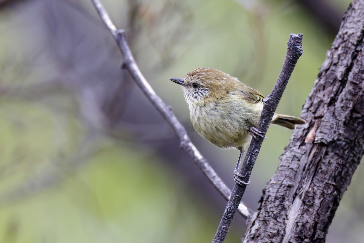 Striated Thornbill - ML530388271