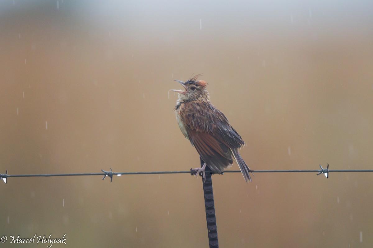 Rufous-naped Lark - Marcel Holyoak