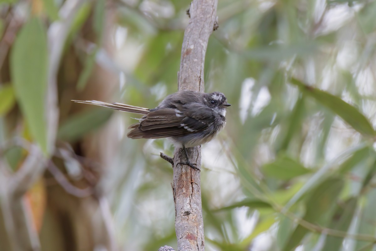 Gray Fantail - ML530388331