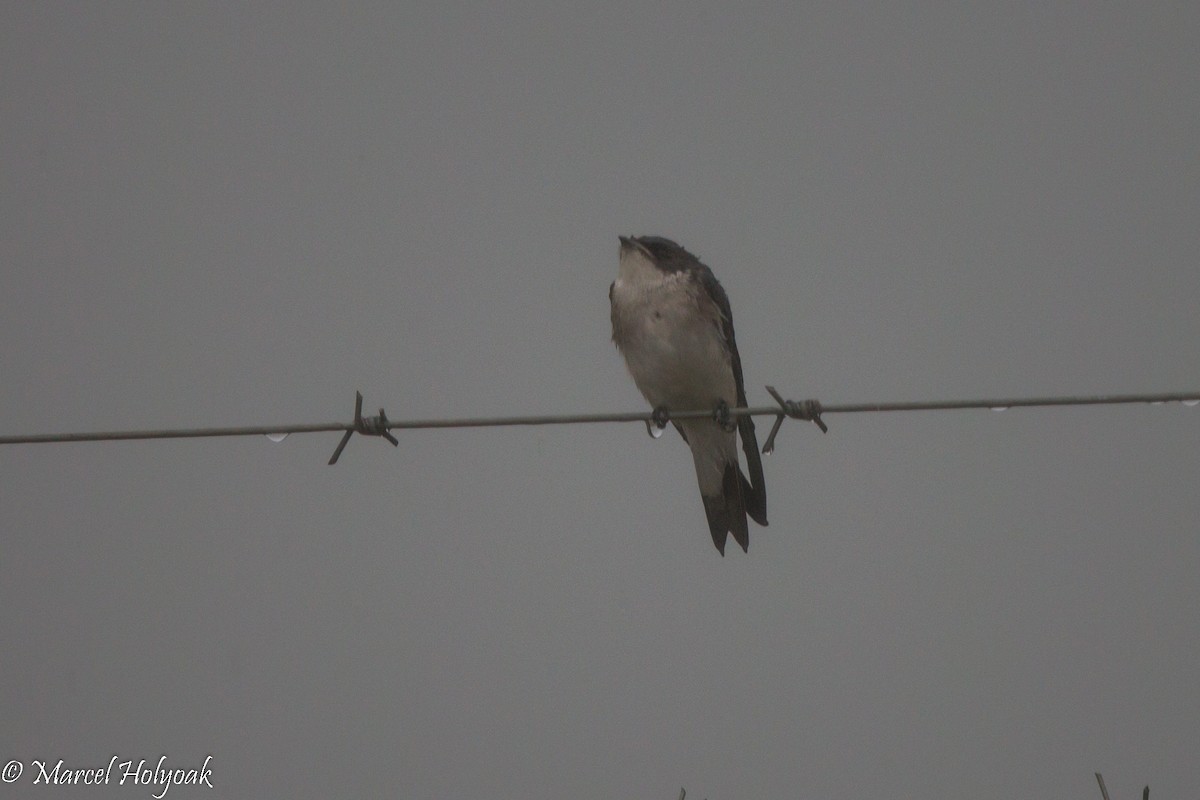 Pearl-breasted Swallow - ML530388411