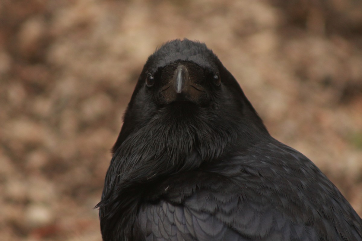 Common Raven - Jesse Pline