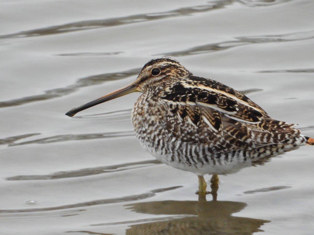 Wilson's Snipe - Samuel Belley