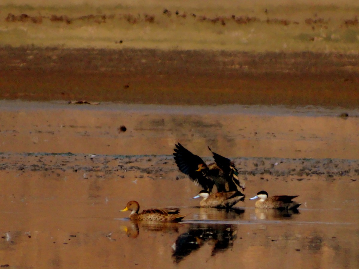 Yellow-billed Teal - ML530389921