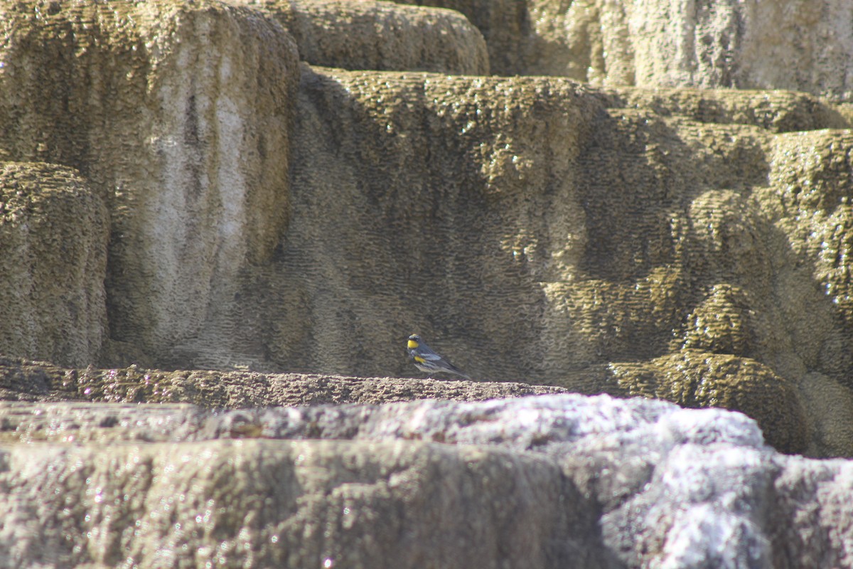 Yellow-rumped Warbler - ML530390001