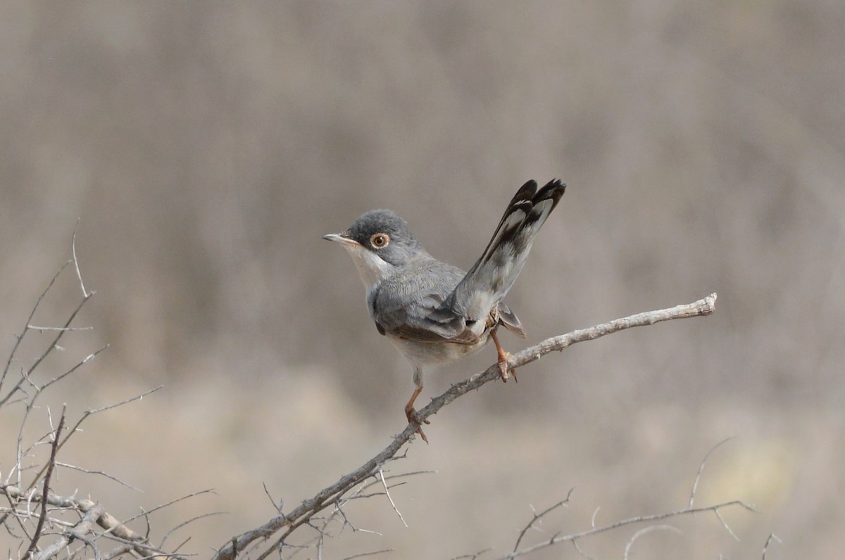 Menetries's Warbler - Clive Harris