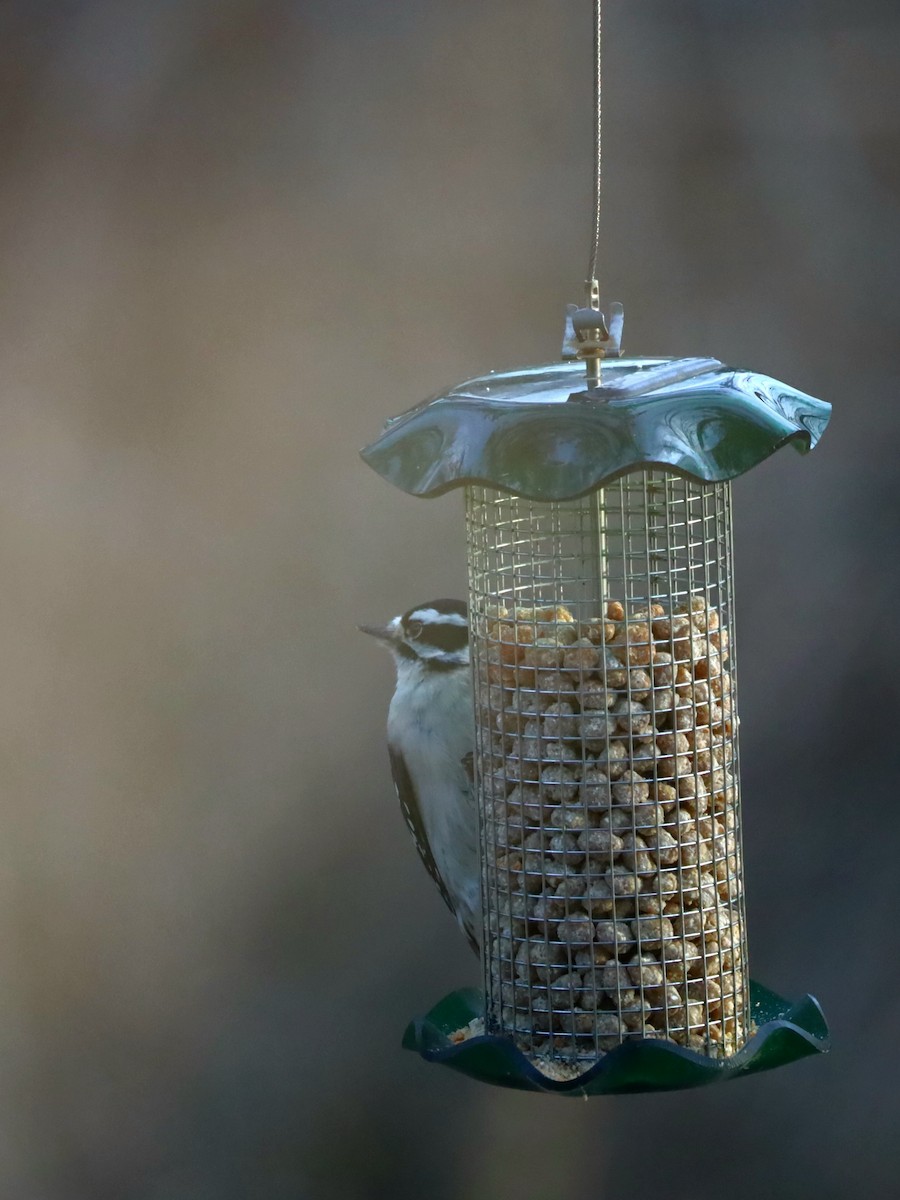 Downy Woodpecker - ML530391421