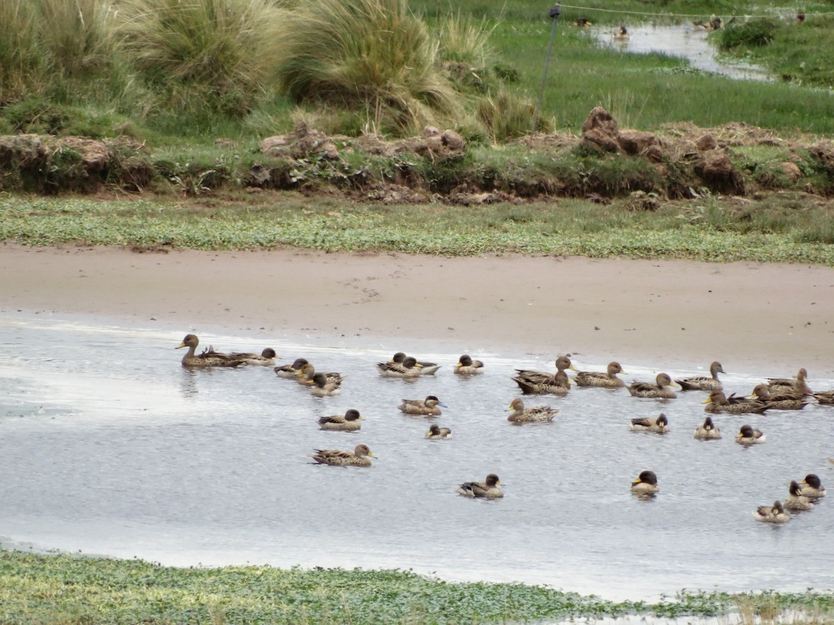 Yellow-billed Teal - ML530391531