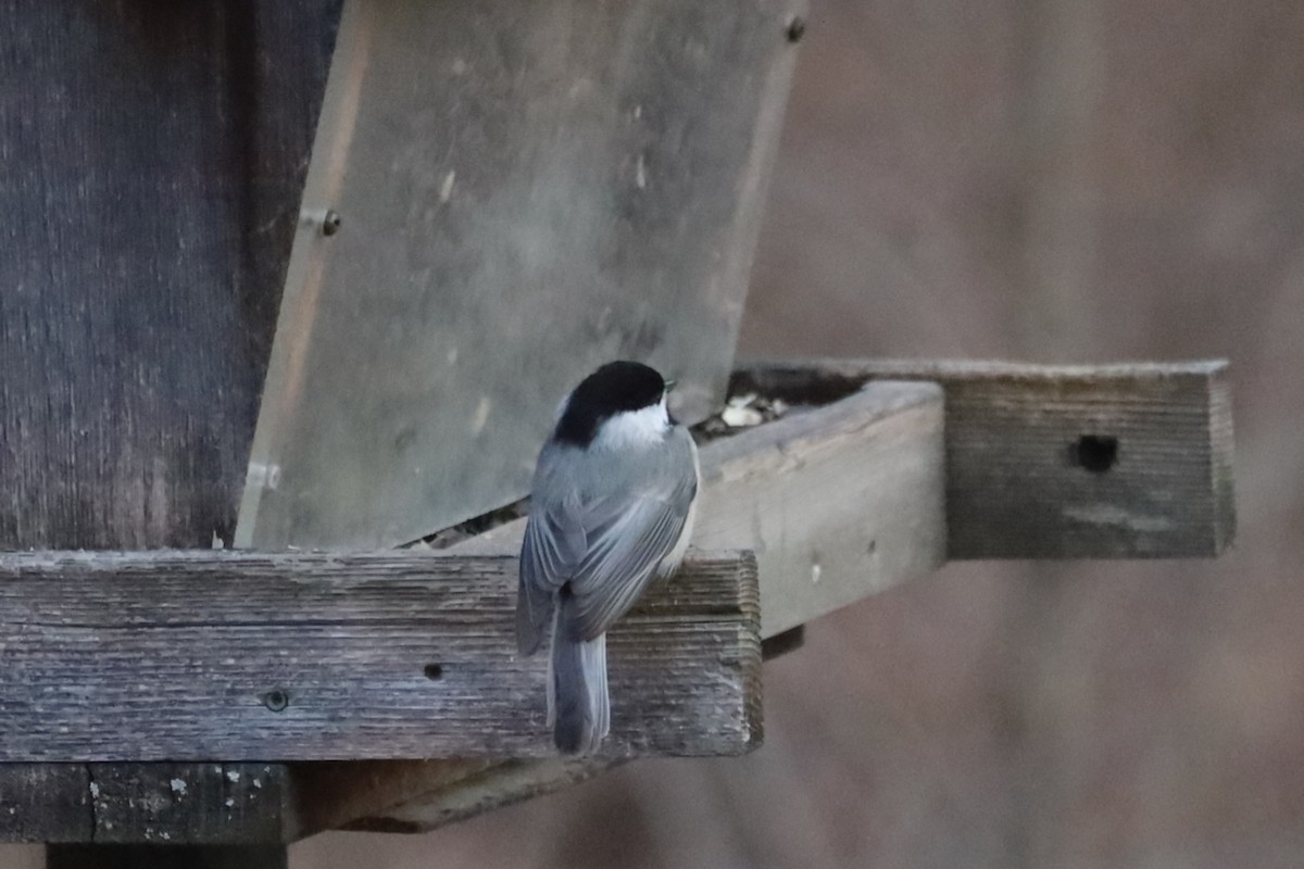 Carolina Chickadee - ML530391551