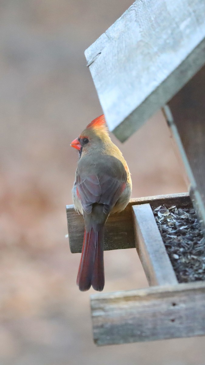 Northern Cardinal - ML530391781