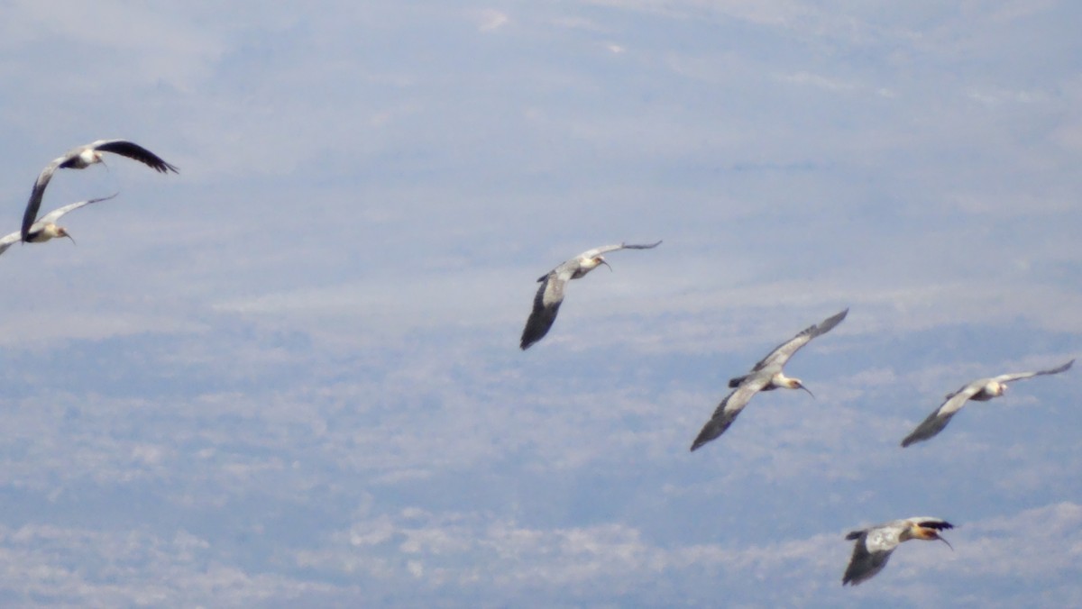 Andean Ibis - ML530392321