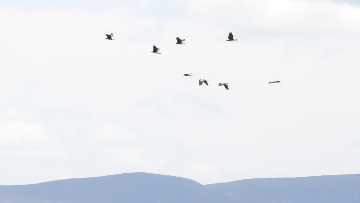 Andean Ibis - ML530392351