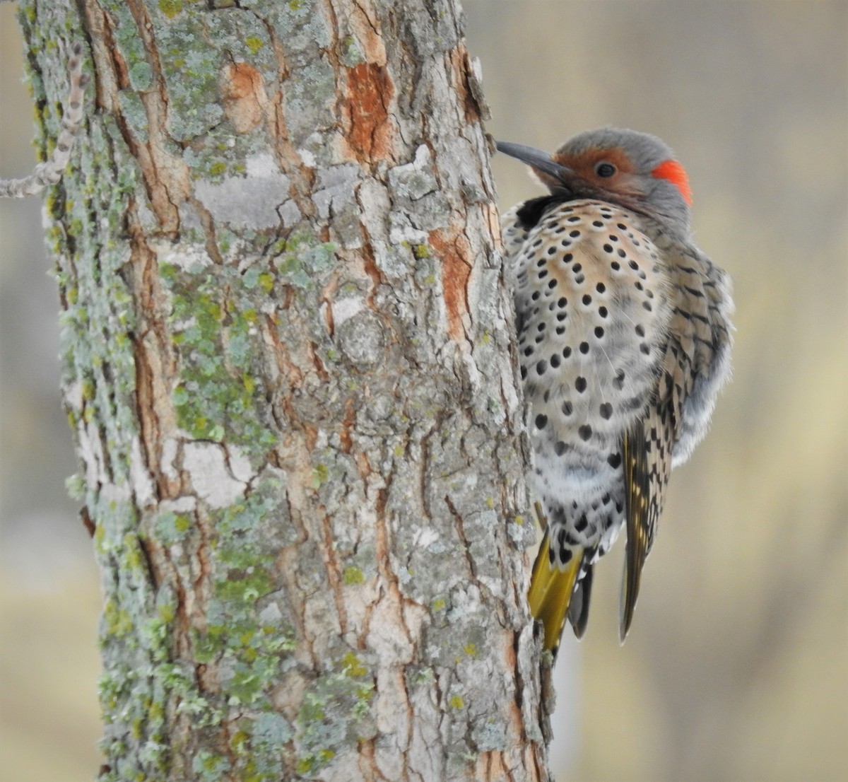 Northern Flicker (Yellow-shafted) - ML530392581