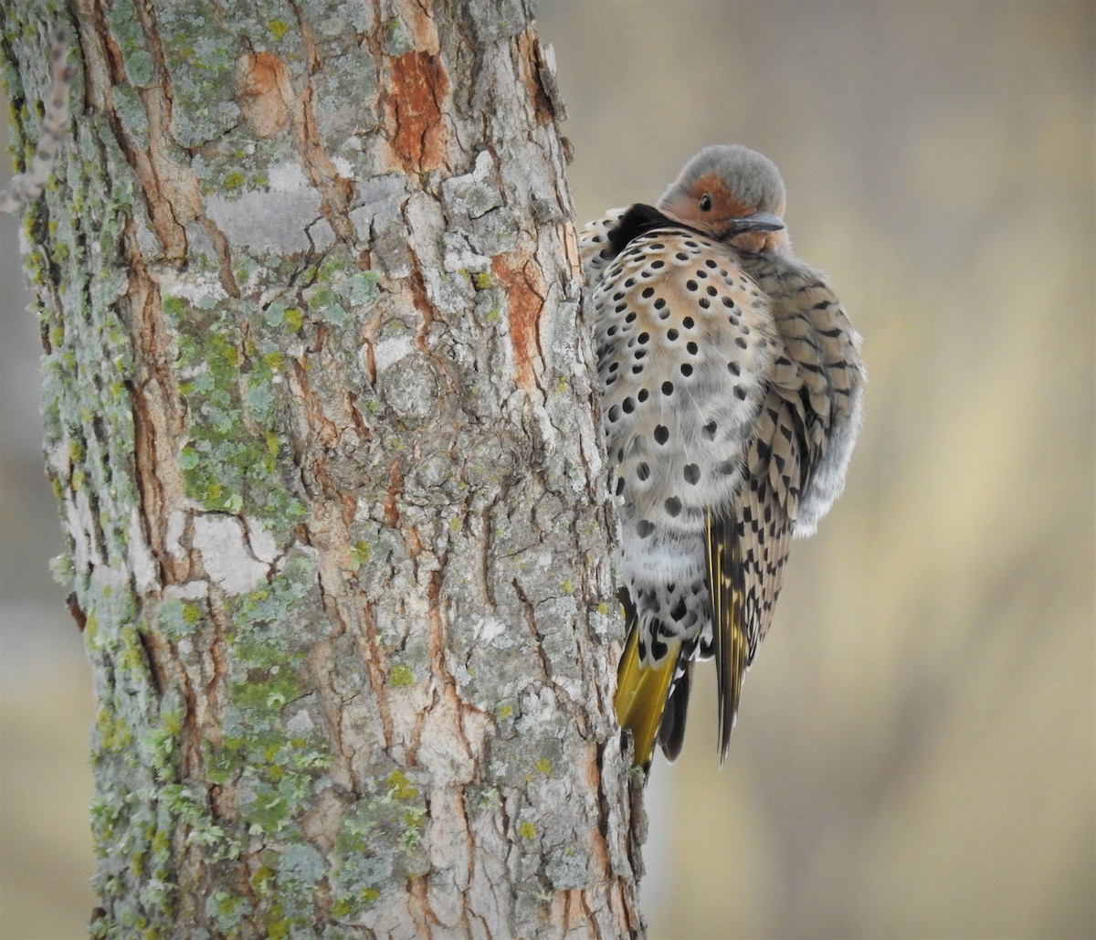 Northern Flicker (Yellow-shafted) - ML530392601