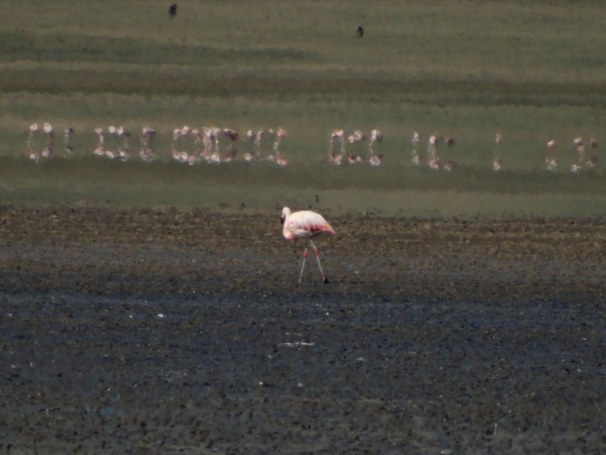 Chilean Flamingo - ML530392611