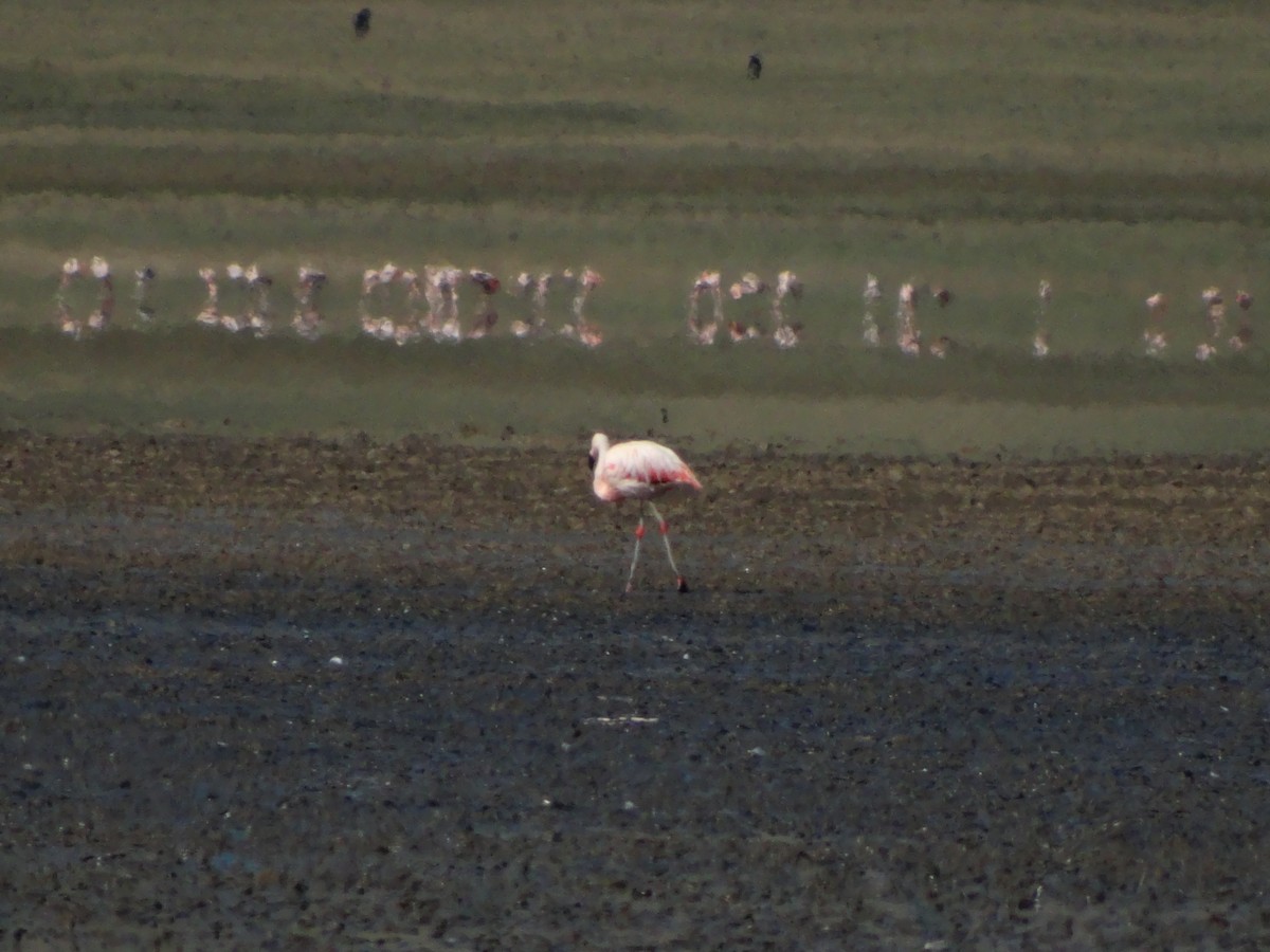 Flamant du Chili - ML530392611