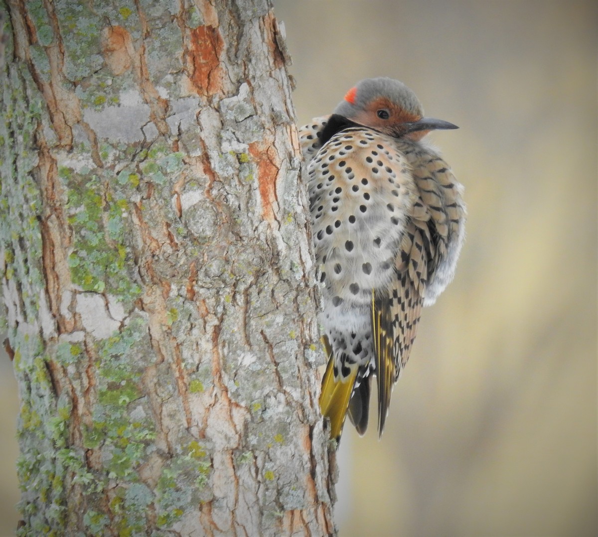 Northern Flicker (Yellow-shafted) - ML530392621
