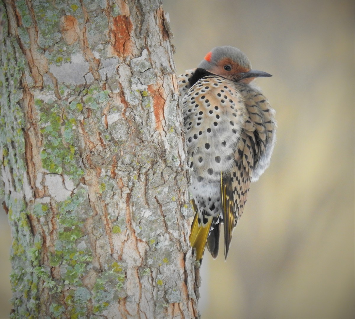 gullspett (auratus/luteus) - ML530392621