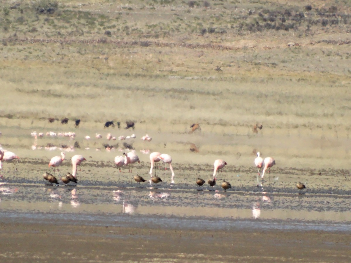 Chilean Flamingo - Priscila Pellissier Pérez