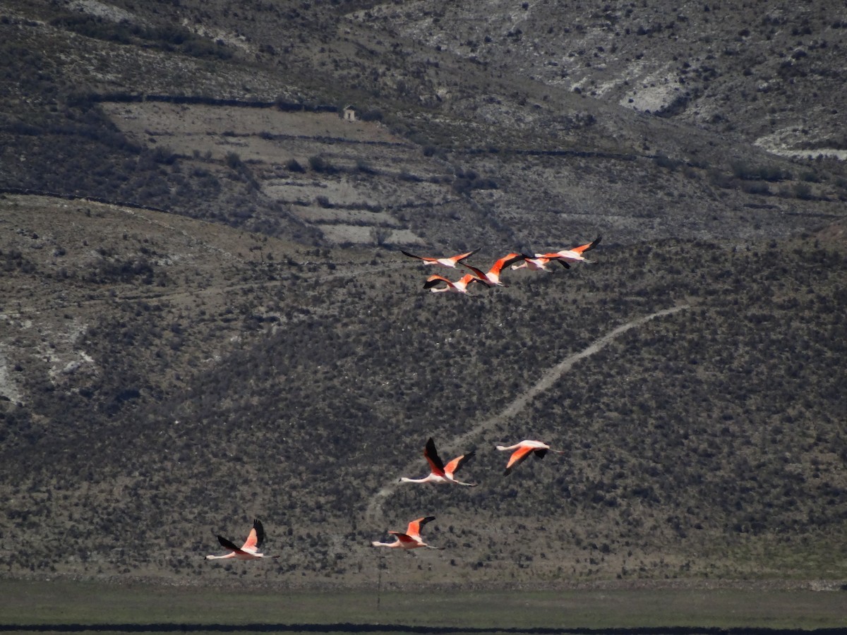 Chilean Flamingo - ML530392681