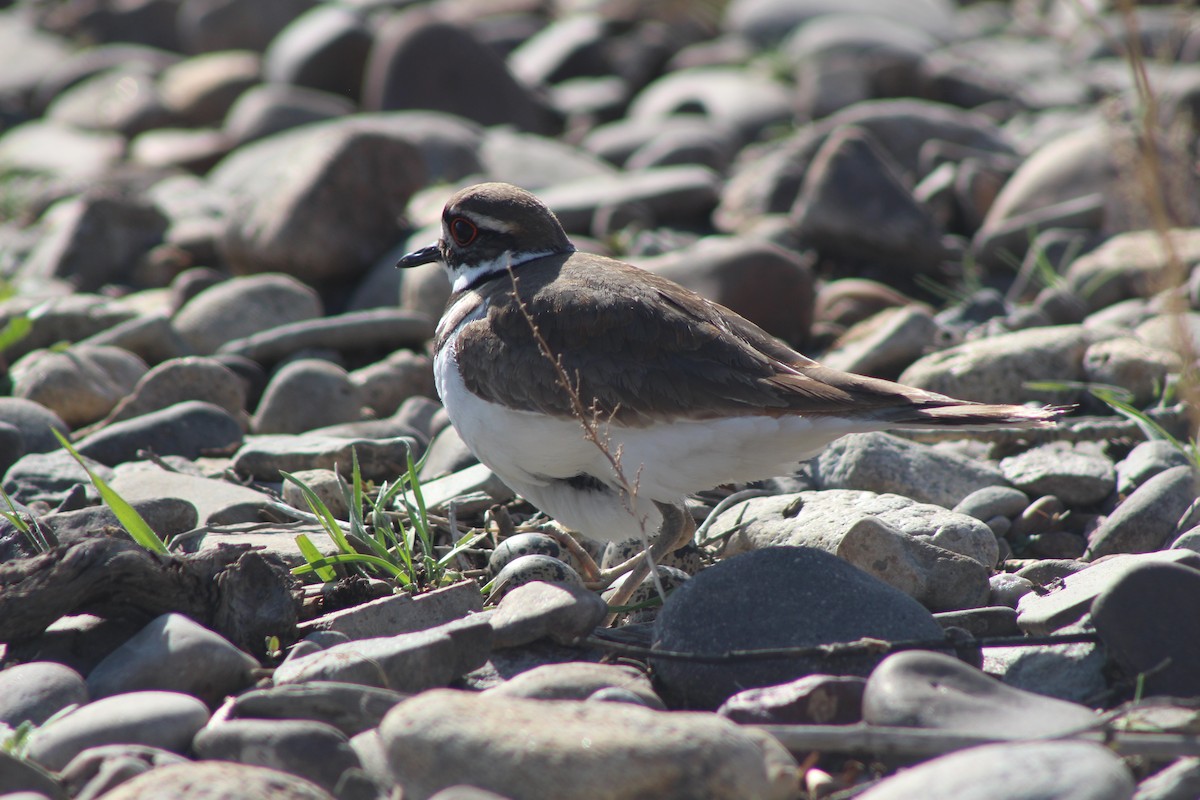 Killdeer - ML530393011