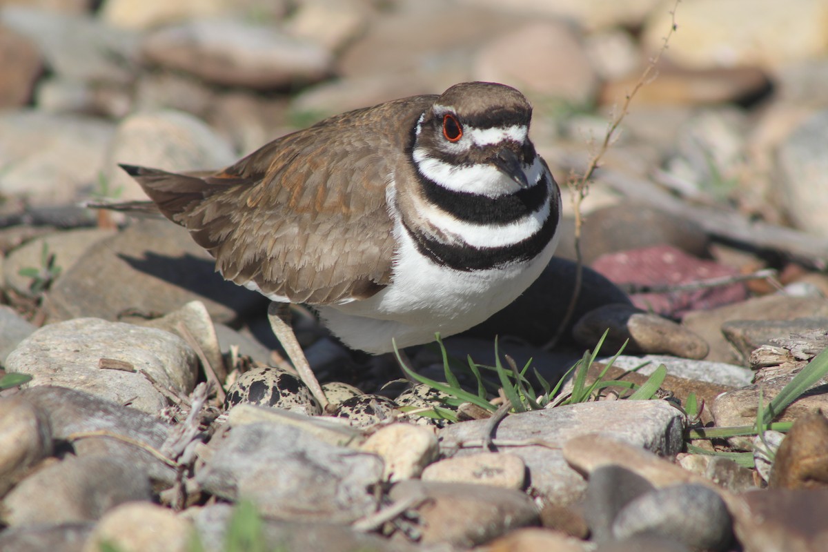 Killdeer - ML530393021