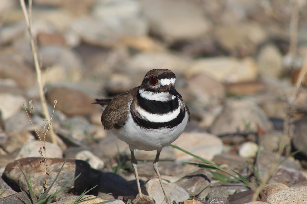 Killdeer - ML530393111