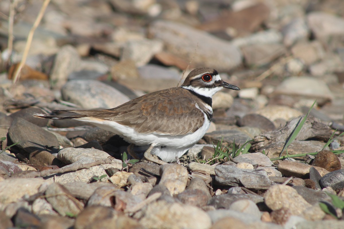 Killdeer - ML530393171