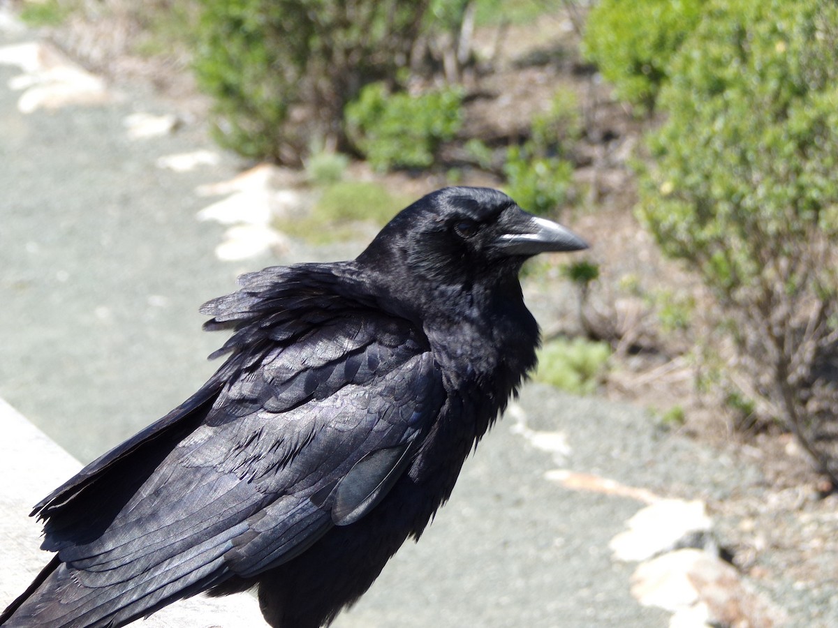 American Crow - ML530394701