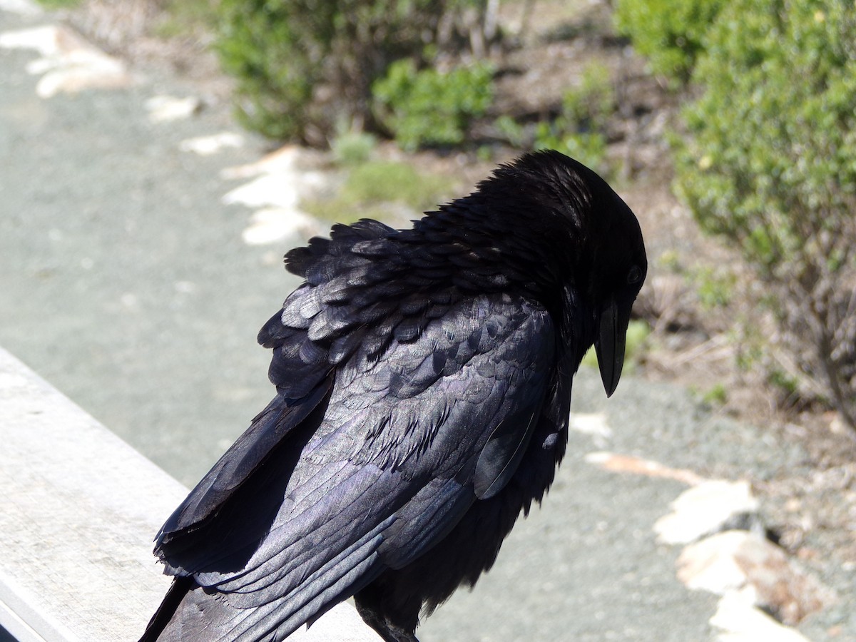 American Crow - ML530394711