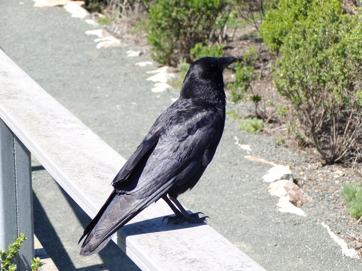 American Crow - ML530394721