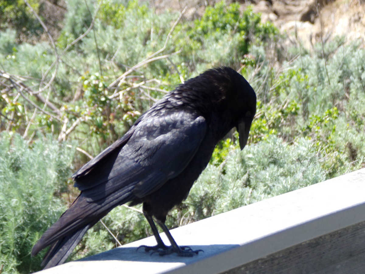 American Crow - ML530394731