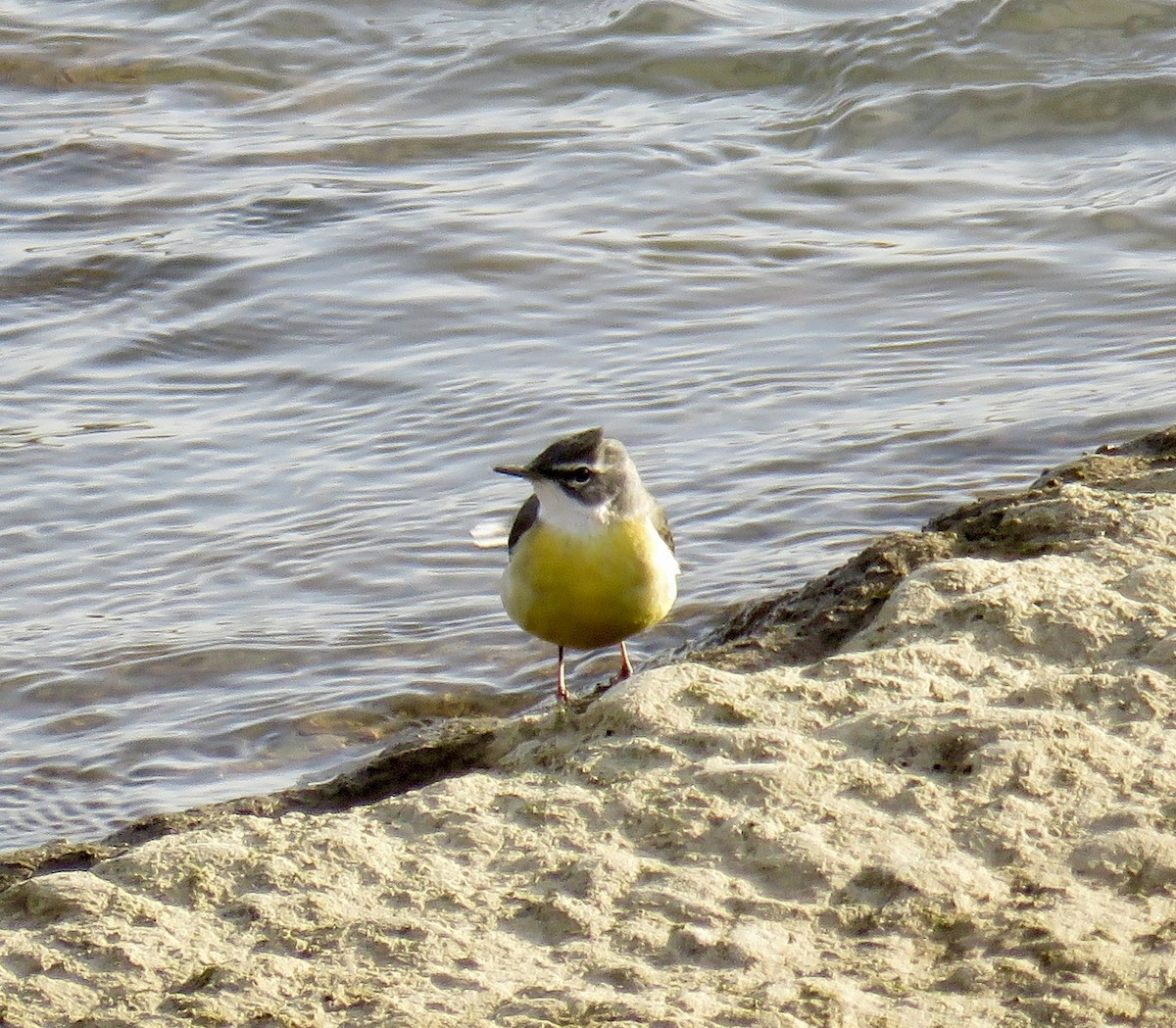 Gray Wagtail - Barbara Kelley