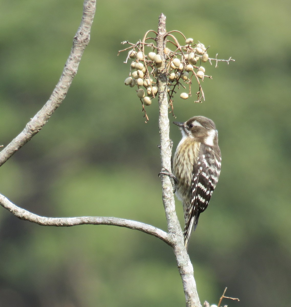 Japanese Pygmy Woodpecker - ML530395691