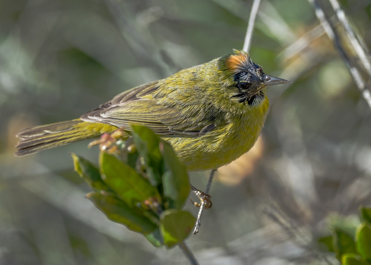 Orange-crowned Warbler - Sue Cook