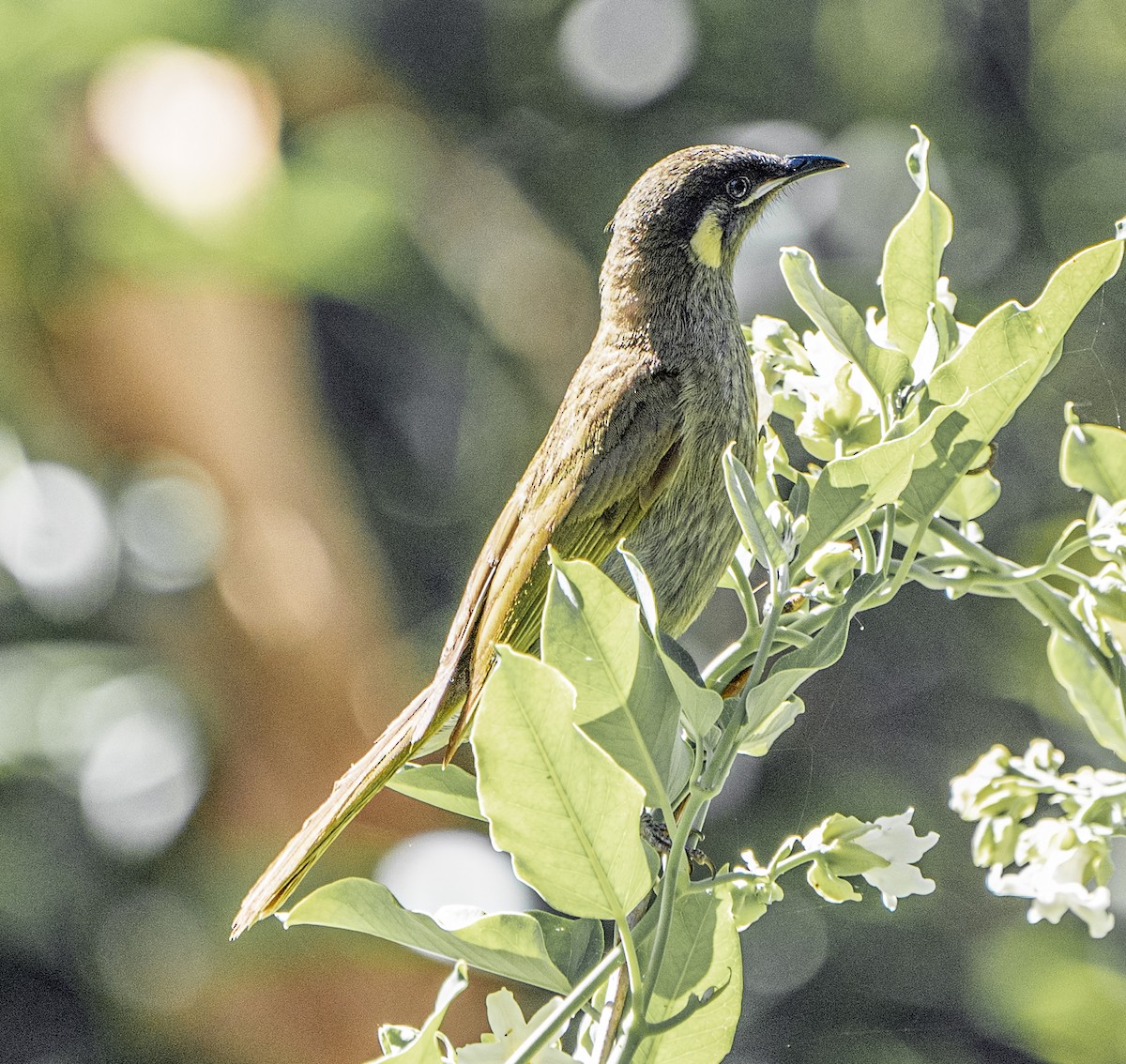 Lewin's Honeyeater - ML530396821