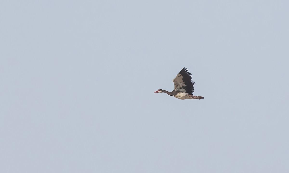 Spur-winged Goose - ML530397131