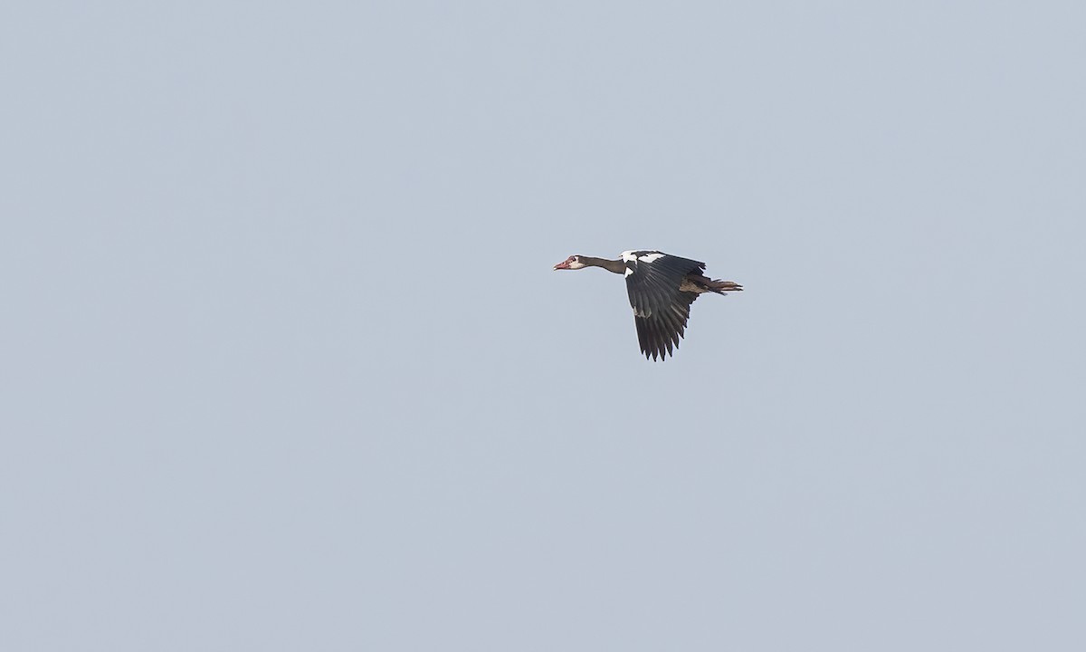 Spur-winged Goose - ML530397141