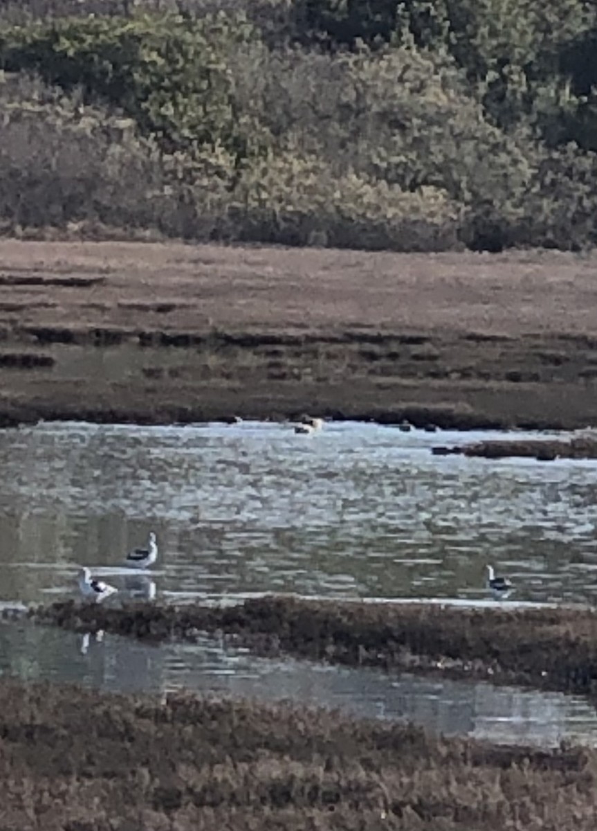 Avoceta Americana - ML530397811