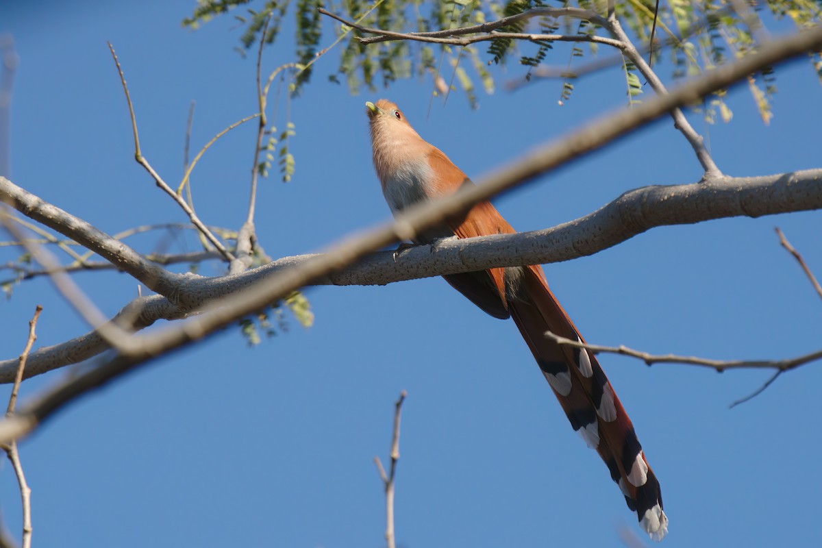 Squirrel Cuckoo (West Mexico) - ML530398311